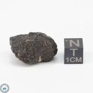 NWA 11343 CV3 Meteorite 10.0g