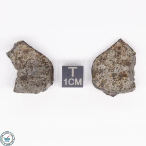 NWA 869 Meteorite 12.8g