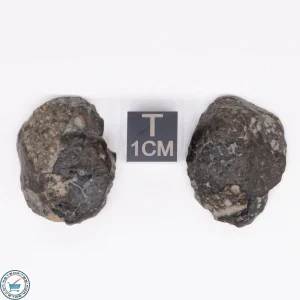 NWA 869 Meteorite 12.9g