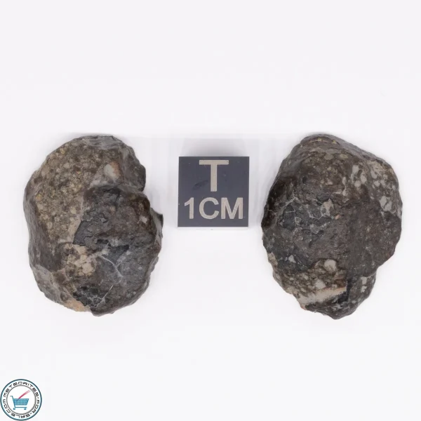 NWA 869 Meteorite 12.9g