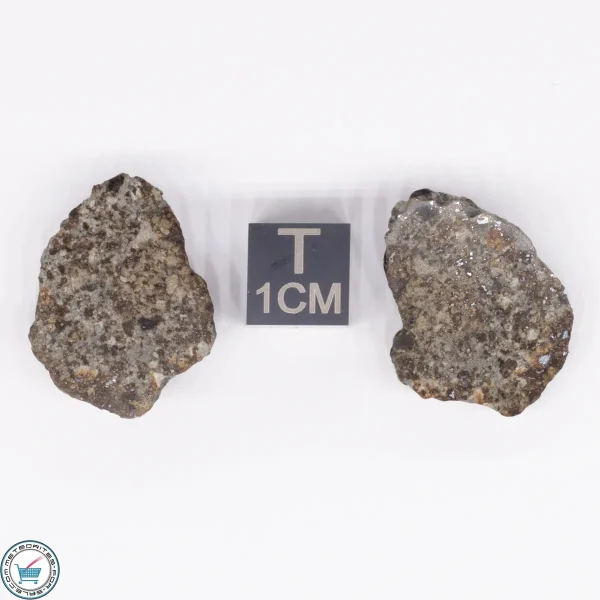 NWA 869 Meteorite 10.6g