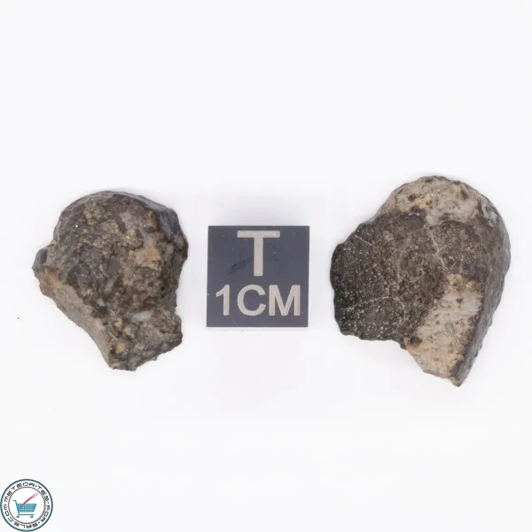 NWA 869 Meteorite 4.8g