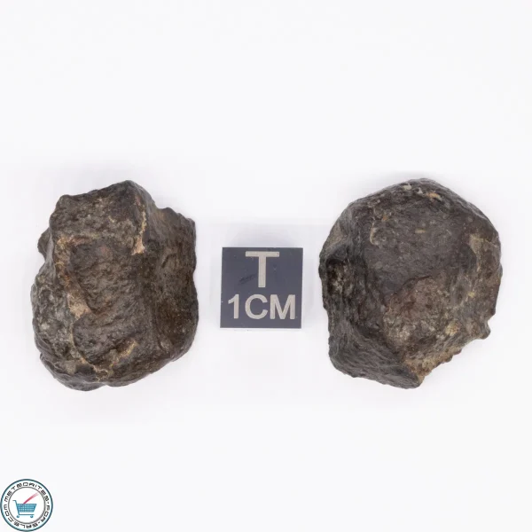 NWA 869 Meteorite 20.5g