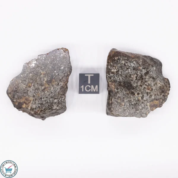 NWA 869 Meteorite 37.2g