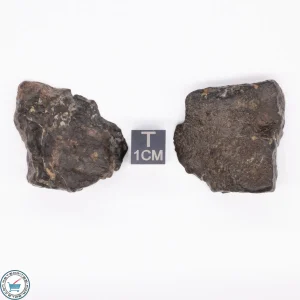NWA 869 Meteorite 37.2g