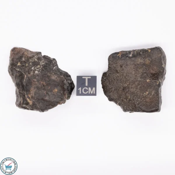NWA 869 Meteorite 37.2g