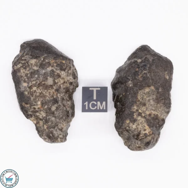 NWA 869 Meteorite 31.1g