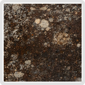 NWA 16181 LL3 Meteorite