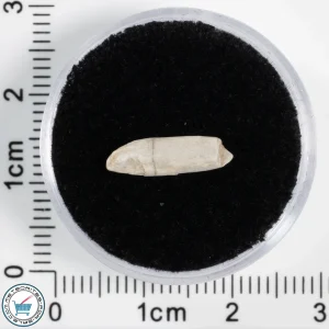 Sebkha el Melah 001 Meteorite 0.27g