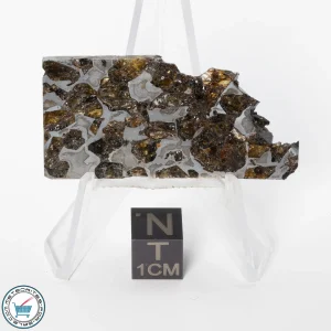 Brahin Pallasite Meteorite 12.2g Slice