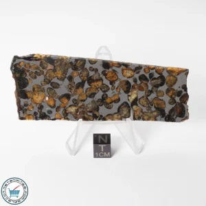 Sericho Pallasite Meteorite 45.7g