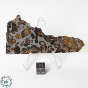 Sericho Pallasite Meteorite 29.0g