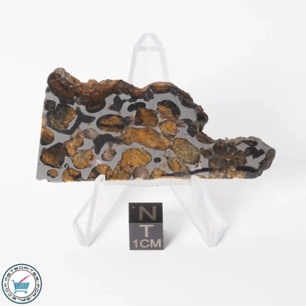 Sericho Pallasite Meteorite 22.8g