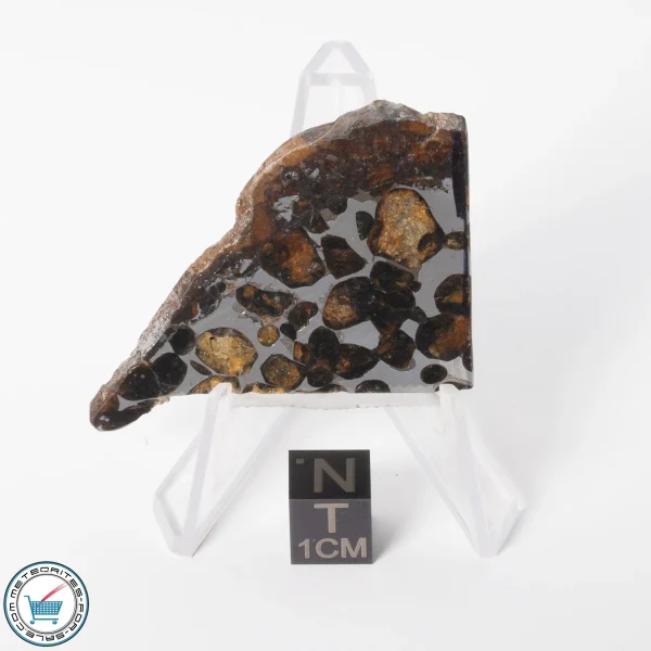 Sericho Pallasite Meteorite 14.2g