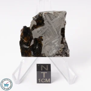 Seymchan Pallasite Meteorite 22.7g Slice