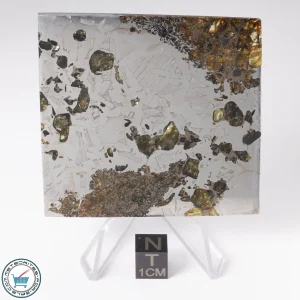 Seymchan Pallasite Meteorite 89.4g Slice