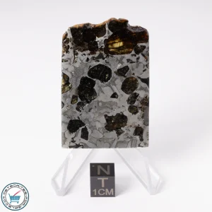 Seymchan Pallasite Meteorite 35.0g Slice