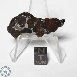 Sericho Pallasite Meteorite 7.1g