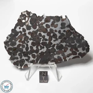 Sericho Pallasite Meteorite 46.2g