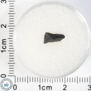 Aguas Zarcas CM2 Meteorite 0.08g