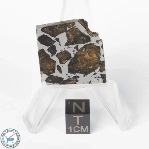 Brahin Pallasite Meteorite 10.6g Slice