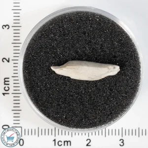 Sebkha el Melah 001 Meteorite 0.55g