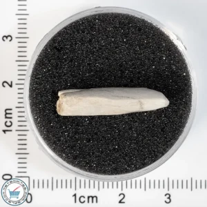 Sebkha el Melah 001 Meteorite 1.25g