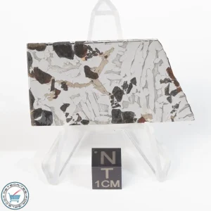 Seymchan Pallasite Meteorite 22.2g Slice