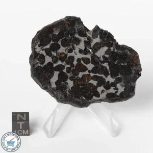 Sericho Pallasite Meteorite 34.5g