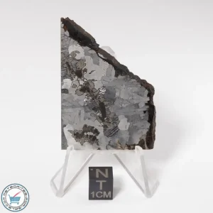 Toluca Meteorite 32.9g